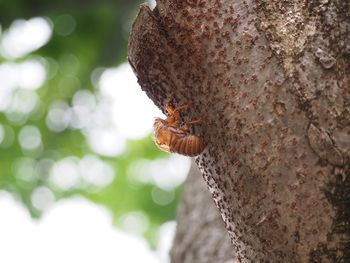 Close-up of insect on tree trunk