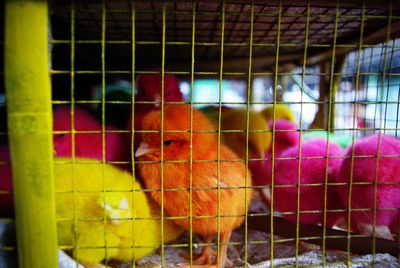 Close-up of bird in cage