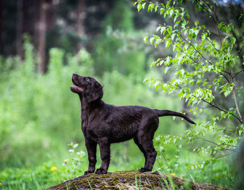 Black dog looking away