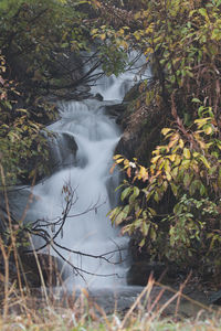 Scenic view of waterfall in forest