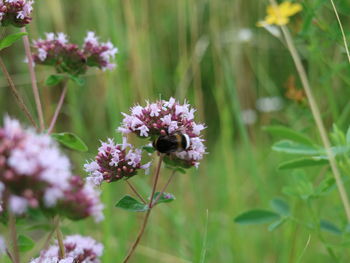 Close-up of bee pollinating on purple flower