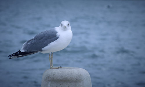 Close-up of seagull perching on a sea