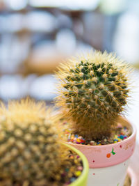 Close-up of cactus in pot