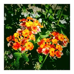 Close-up of orange flowers