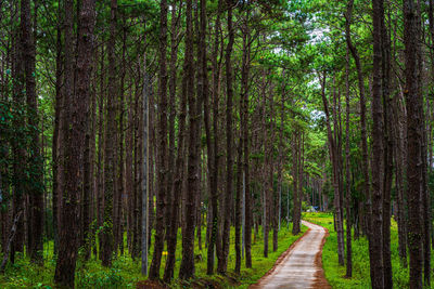 Footpath amidst trees in forest