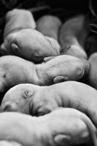 Close-up of baby sleeping