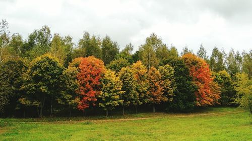 Trees on grassy field in park against cloudy sky