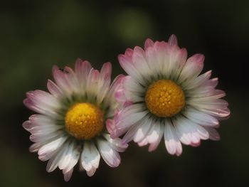 Close-up of pink daisy against black background
