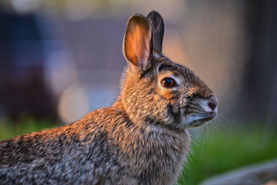 Wild cottontail rabbit