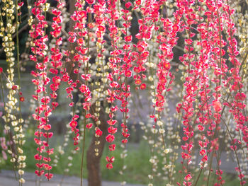 Close-up of pink roses hanging on plant