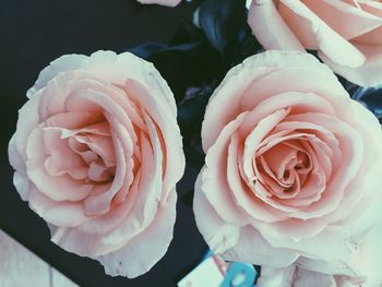 Close-up of pink rose