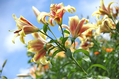 Close-up of yellow flowering plant