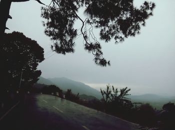 Trees in foggy weather