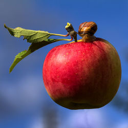 Close-up of apple on plant against sky