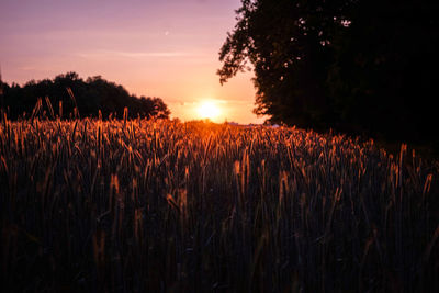 Wheat growing on field against sky at sunset