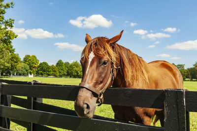 Horse standing in ranch against sky