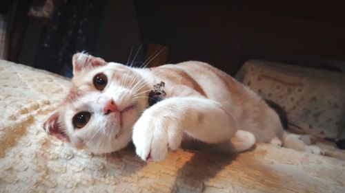 Close-up portrait of a cat lying on floor