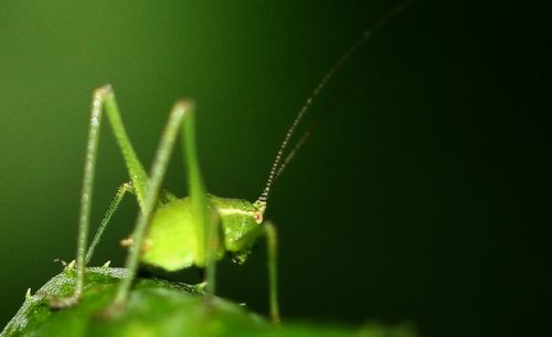 Close-up of plant