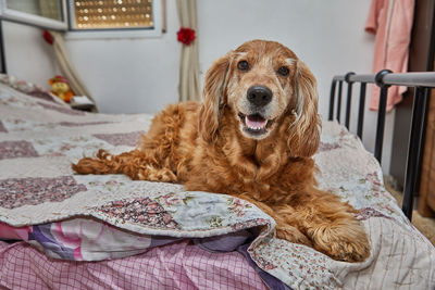 Close-up of dog
