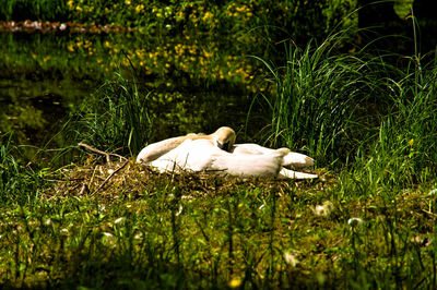 View of a duck on field