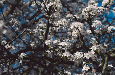 Close-up of white cherry blossom tree