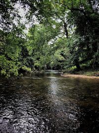 Scenic view of river amidst trees in forest