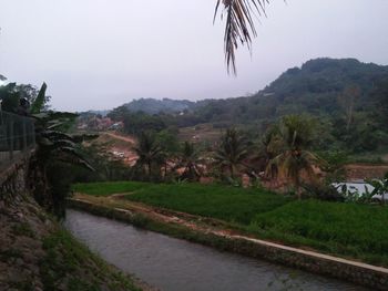 Scenic view of palm trees on landscape against sky