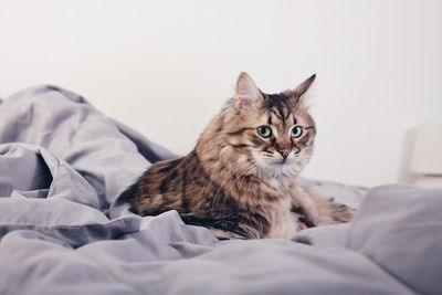 Close-up portrait of cat relaxing on bed