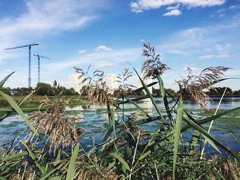 Plants growing in calm lake against blue sky