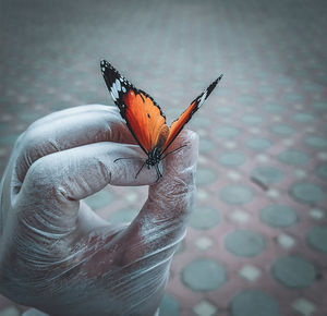 Close-up of butterfly on hand