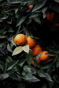 Close-up of orange fruits on plant