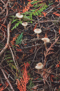 High angle view of mushrooms growing on tree