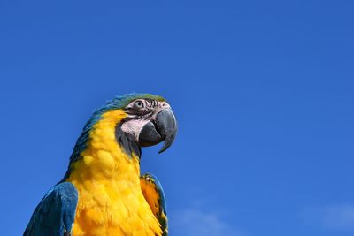 Low angle view of a parot against blue sky
