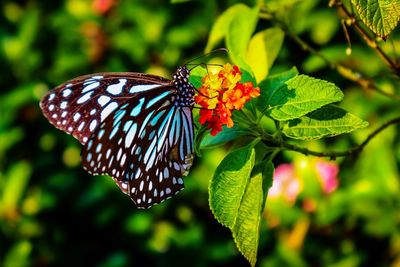 Close-up of butterfly pollinating on flower