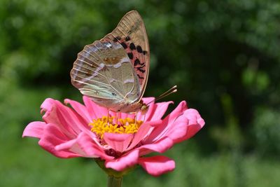 Butterfly on pink flower