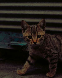 Portrait of tabby cat