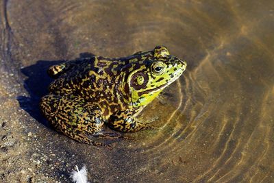 Toad in water