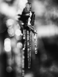 Close-up of icicles