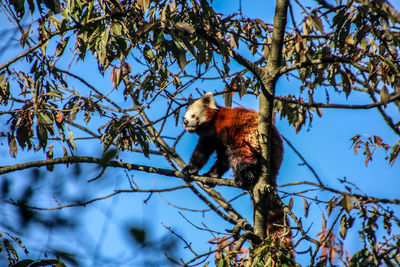 Low angle view of panda on tree against blue sky