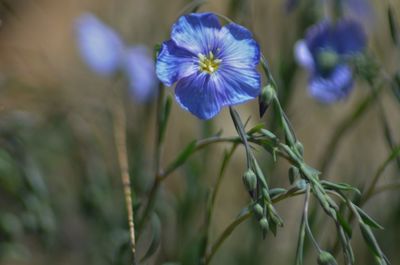 Close-up of purple flowering plant