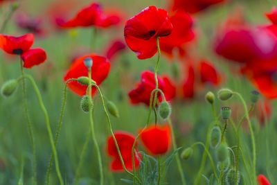 Close-up of red poppy flowers