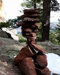 Trees growing on rocks