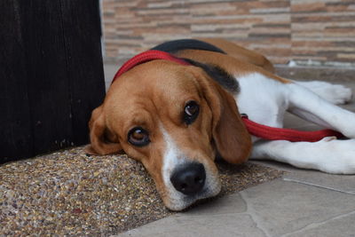 Close-up portrait of beagle relaxing on floor