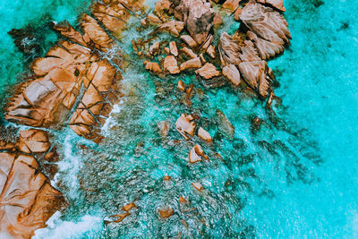 High angle view of jellyfish in swimming pool