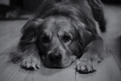 Close-up portrait of dog lying on floor