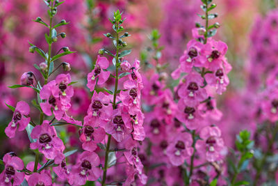 Close-up of pink flowers