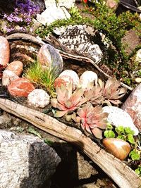 Plants growing on rocks