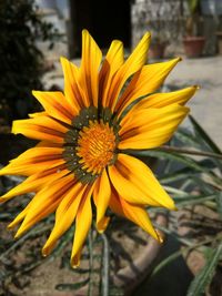 Close-up of yellow flower blooming outdoors