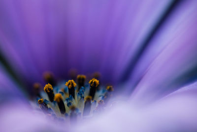 Close-up of purple flowering plant