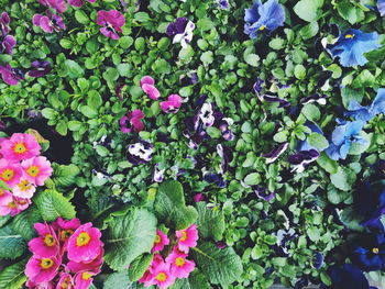 Close-up of flowers blooming outdoors